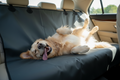 Dog Car Seat Cover